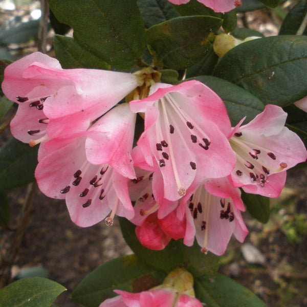 Rhododendron Seta