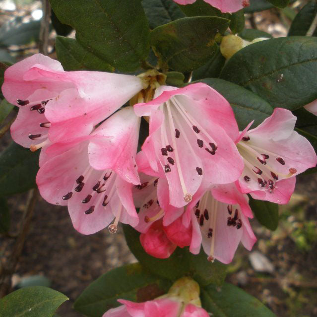 Rhododendron Seta
