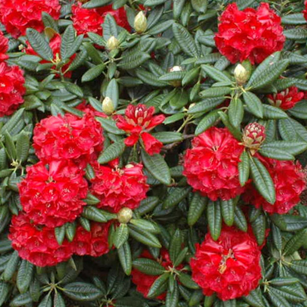 Rhododendron Rubicon