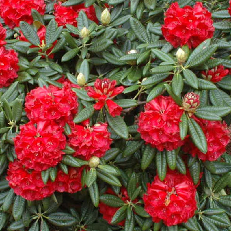 Rhododendron Rubicon