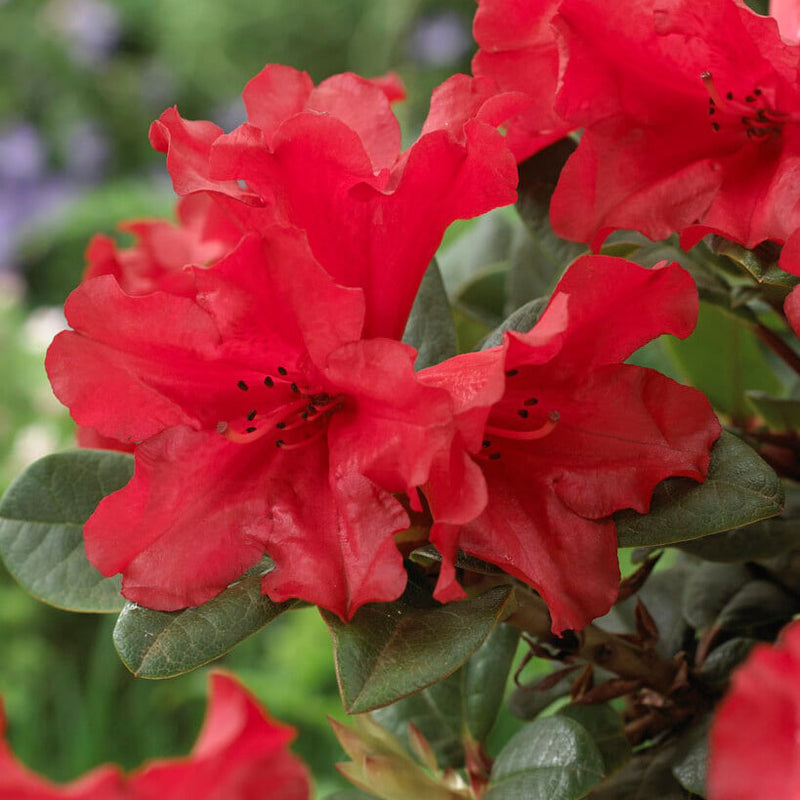 Rhododendron Scarlet Wonder