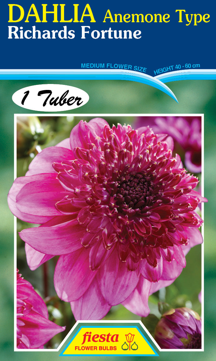 DAHLIA 'Richards Fortune'