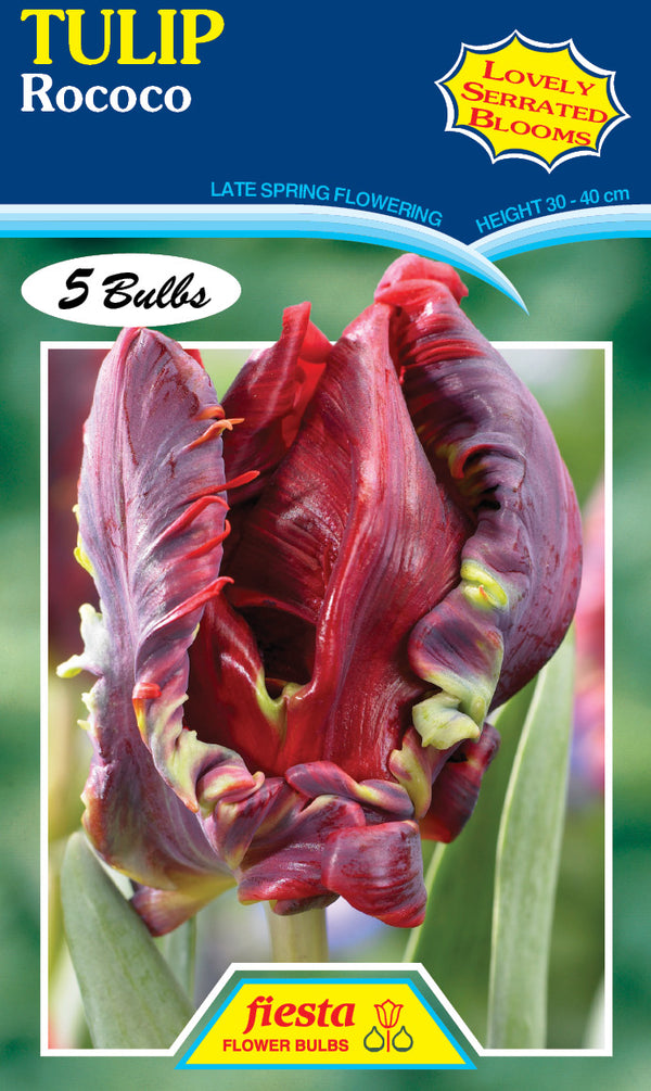 Tulip Rococo Parrot