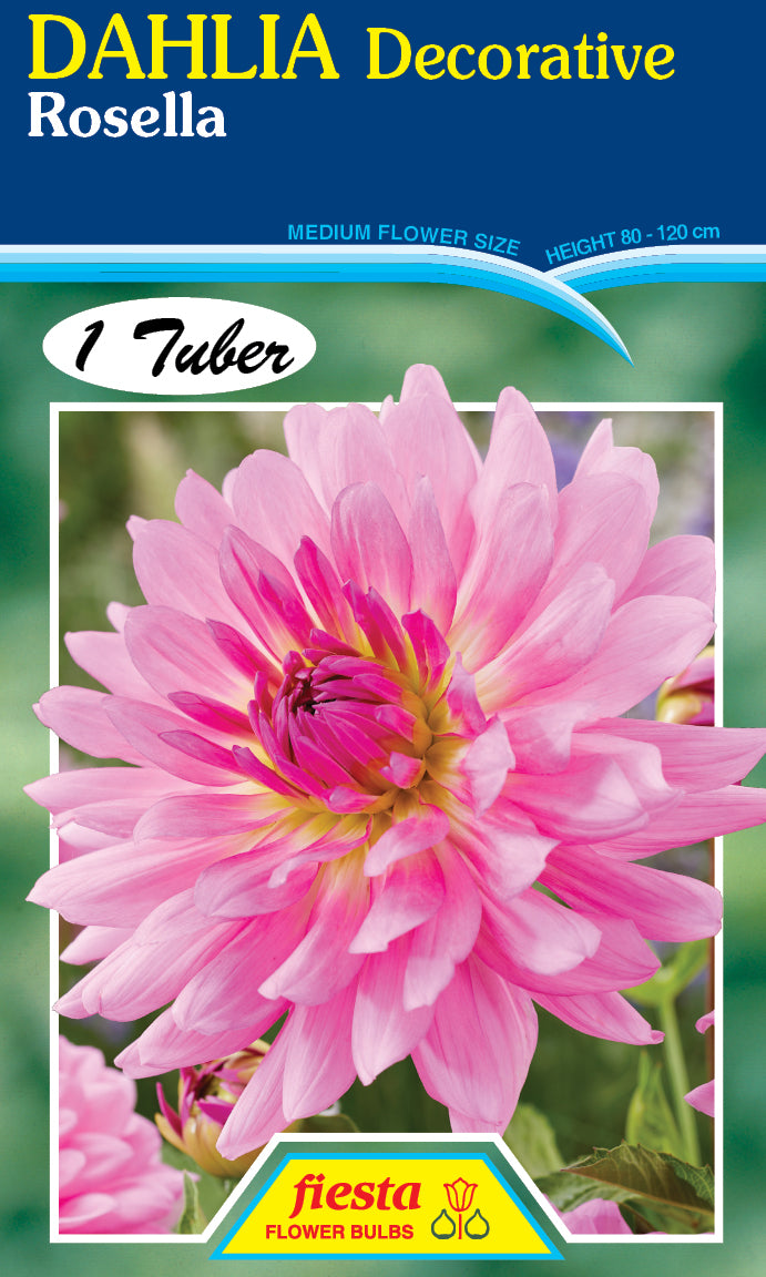 DAHLIA 'Rosella'