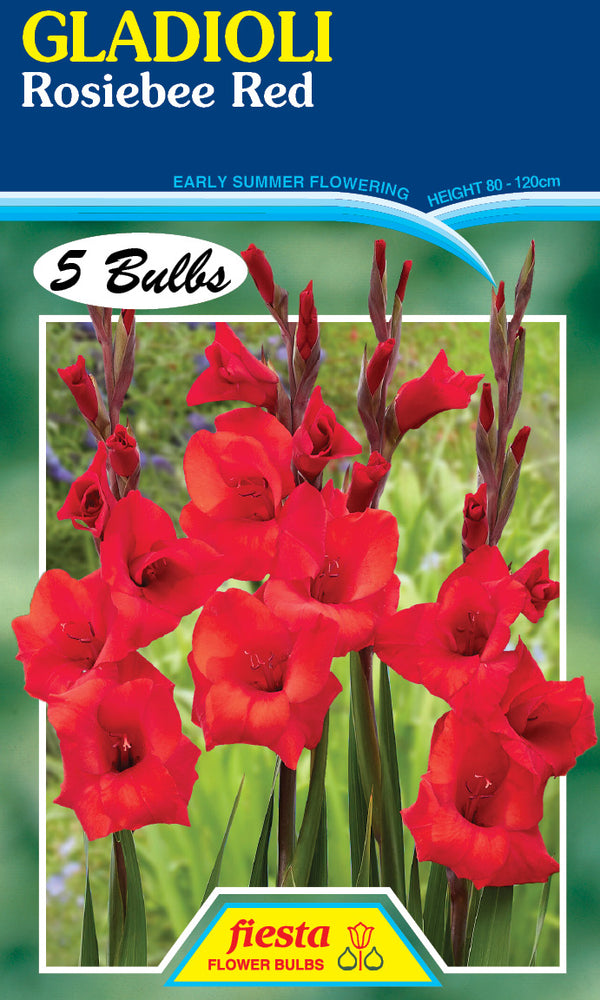 Gladioli 'Rosibee Red'