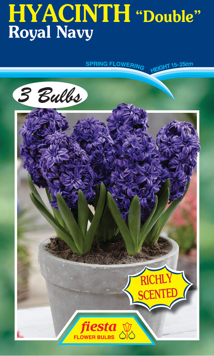 Hyacinth Double Royal Navy