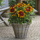 Rudbeckia | Sunbeckia | Mia