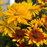 Rudbeckia | Sunbeckia | Mia