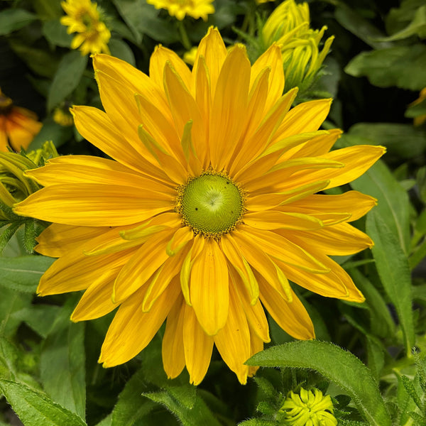 Rudbeckia Sunbeckia Laura