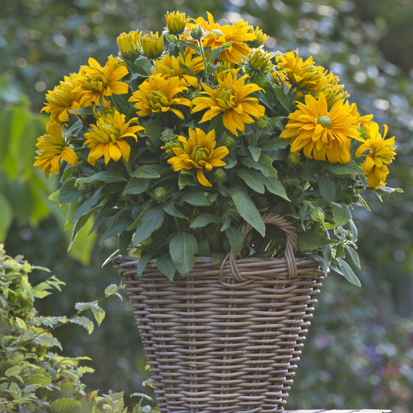 Rudbeckia Sunbeckia Laura