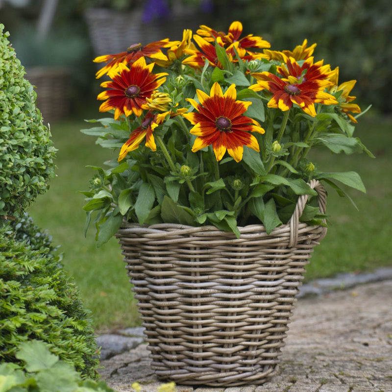 Rudbeckia Sunbeckia Mia