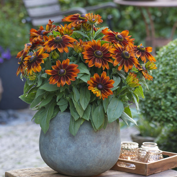 Rudbeckia Sunbeckia Sarah