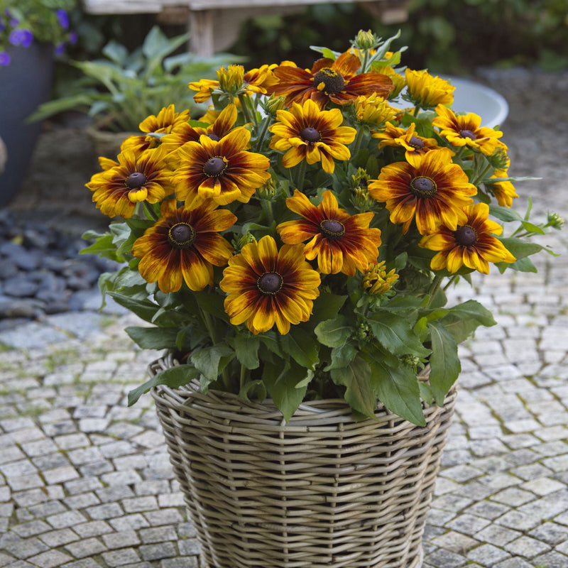 Rudbeckia Sunbeckia Luna