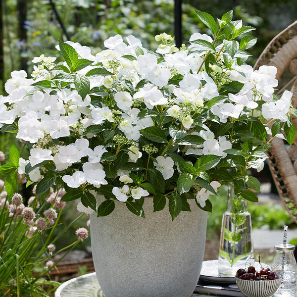 Hydrangea 'Runaway Bride'
