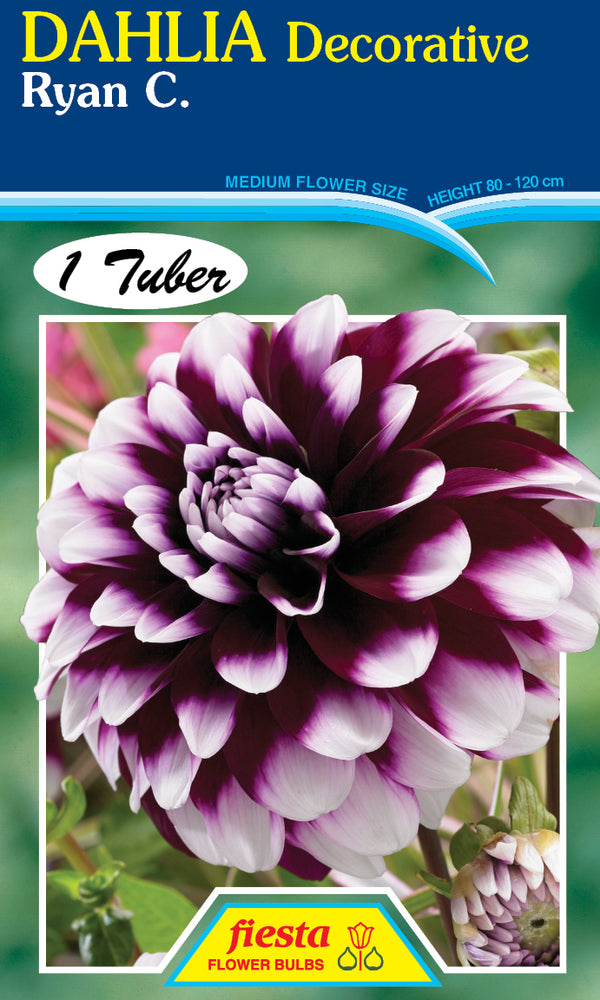 DAHLIA 'Ryan C'