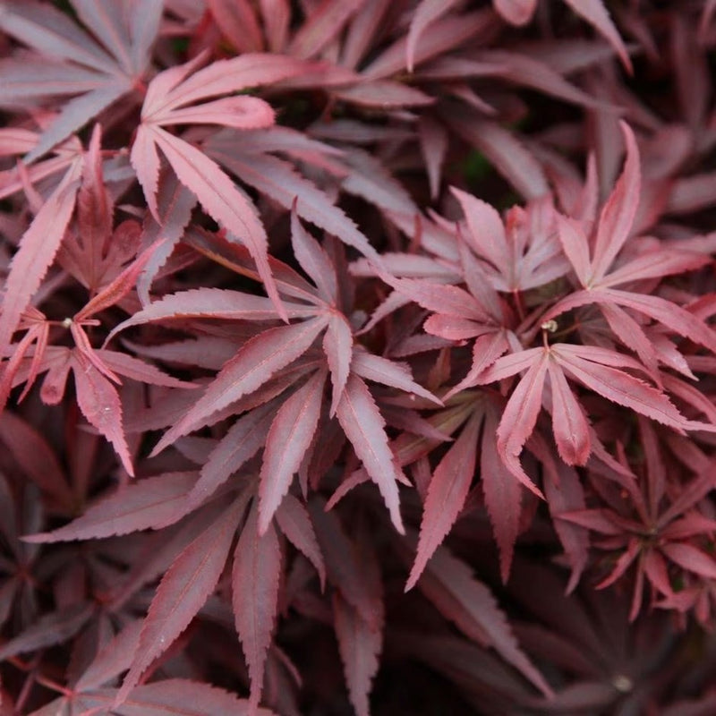ACER 'SHAINA’ 40/60 TOPIARY