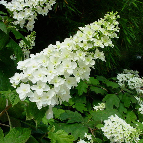 Hydrangea Snowflake