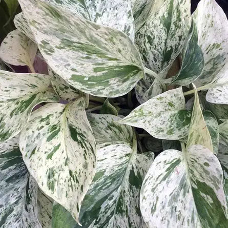 Epipremnum aureum "Snow Queen"