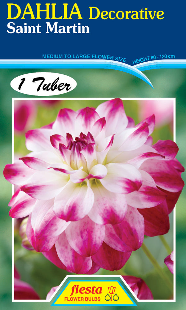 DAHLIA 'Saint Martin'