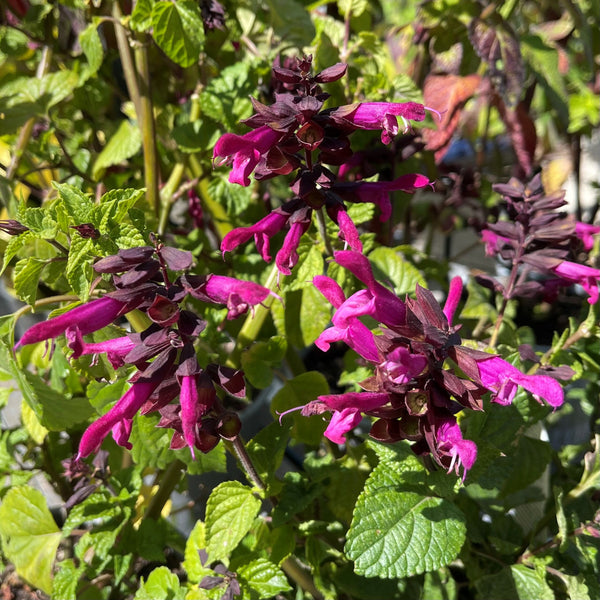 Salvia Rockin Fushia