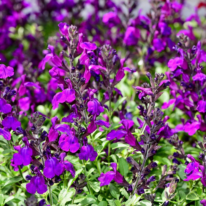 Salvia Gregii (Texas Sage)