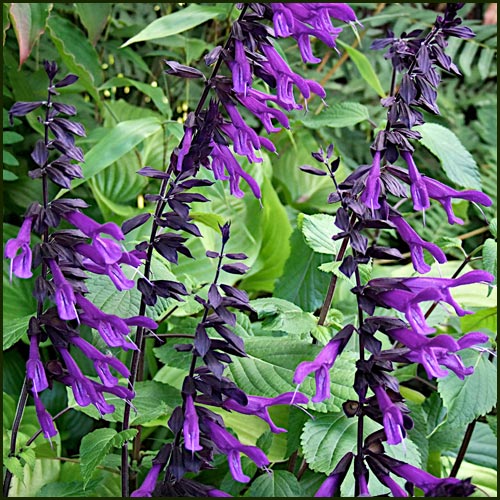 Salvia Amistad