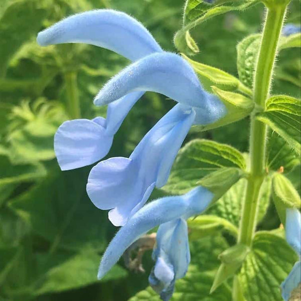 Salvia Patio Sky Blue