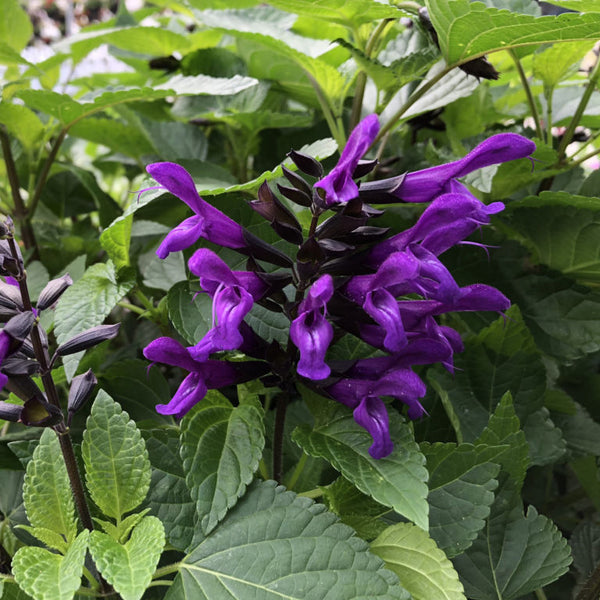 Salvia Rockin Deep Purple