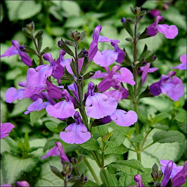 Salvia So Cool Violet