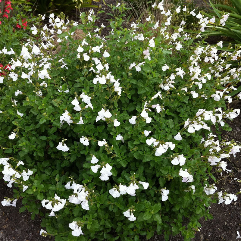 Salvia Glare