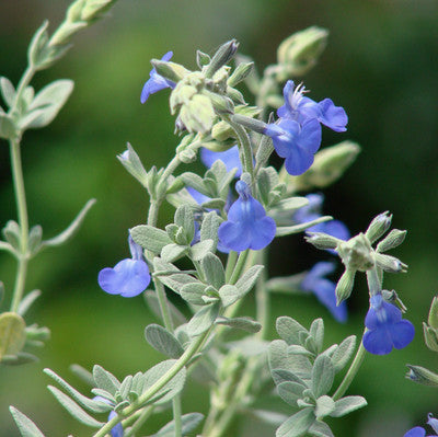 Salvia Chamaedryiodes