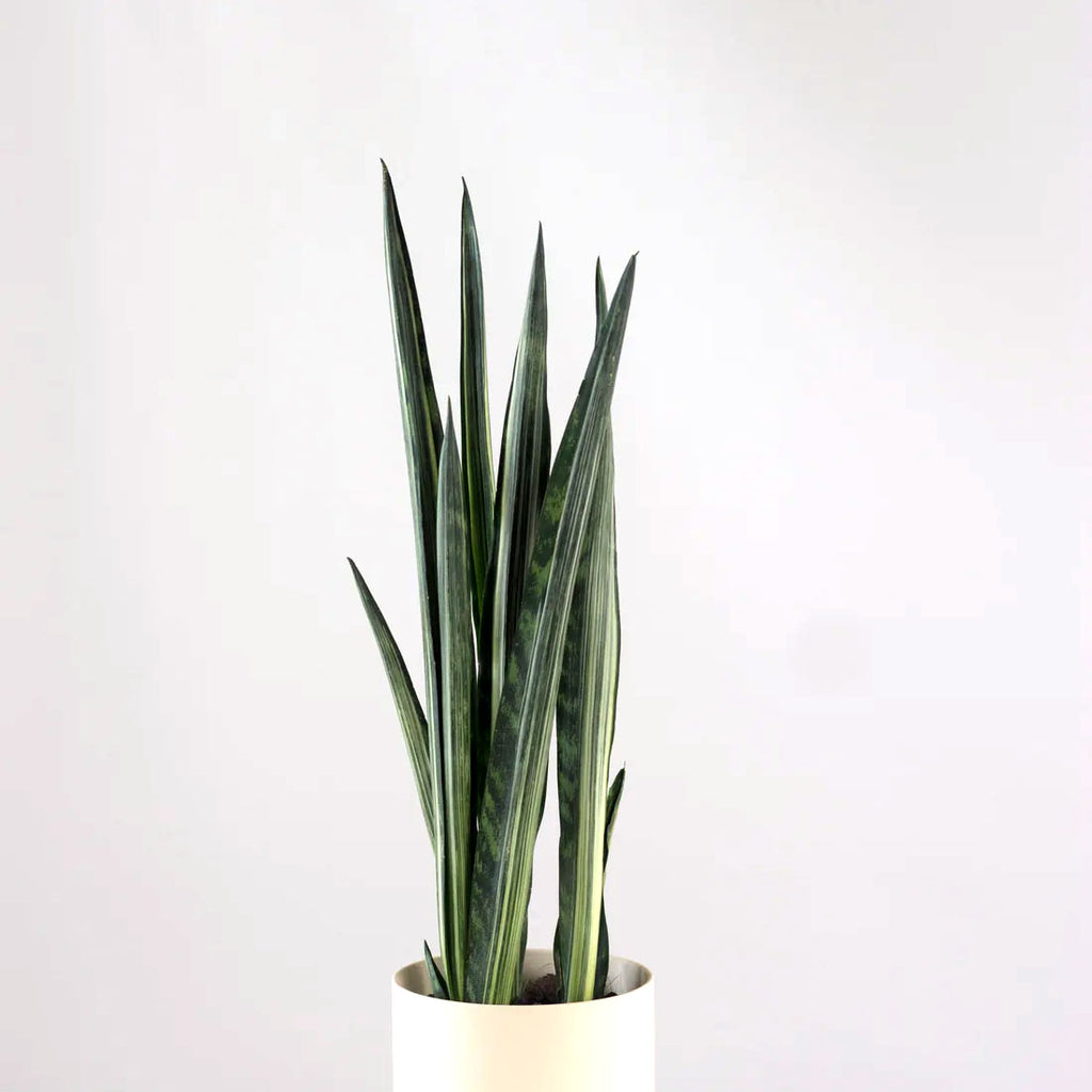 Sansevieria Bantel Sensation  Terra Viva Home and Garden
