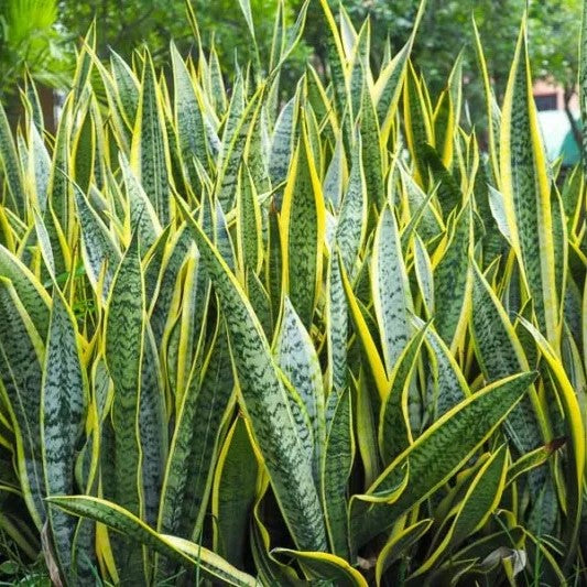 Sansevieria Trifasciata Variegata