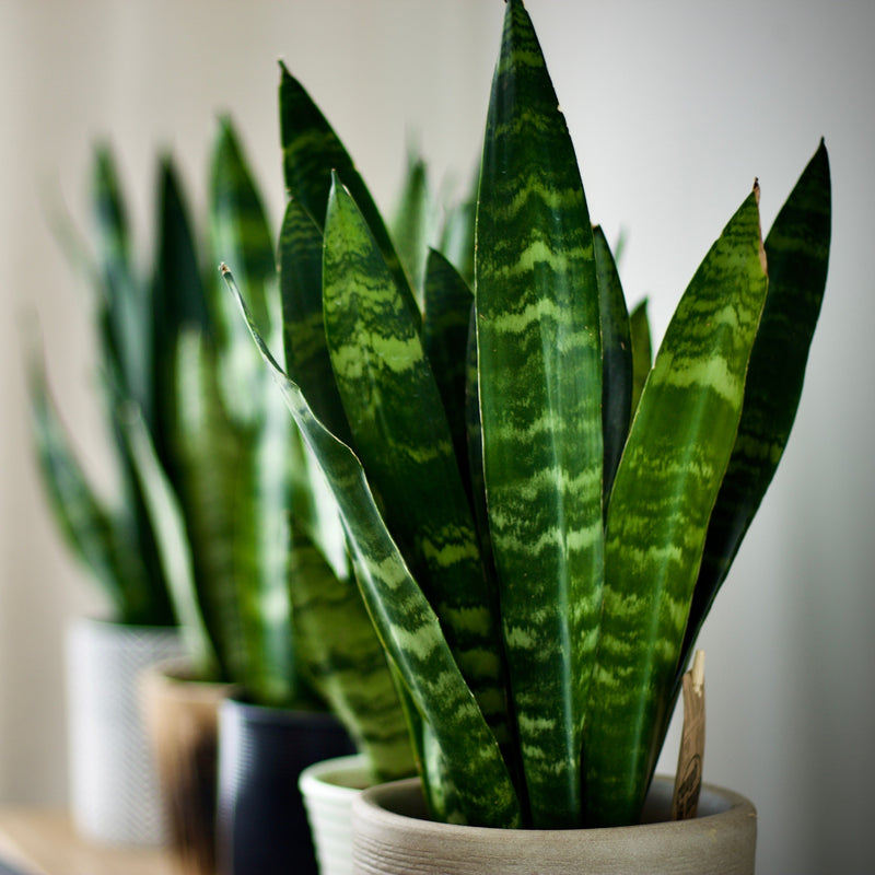 Sansevieria Black Coral (Mother-in-Law's Tongue)