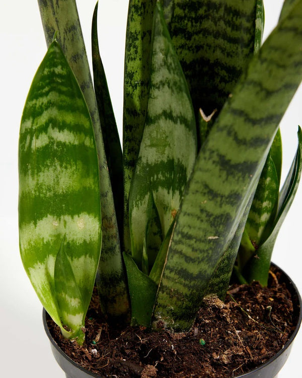 Sansevieria futura suberba compacta Black Coral