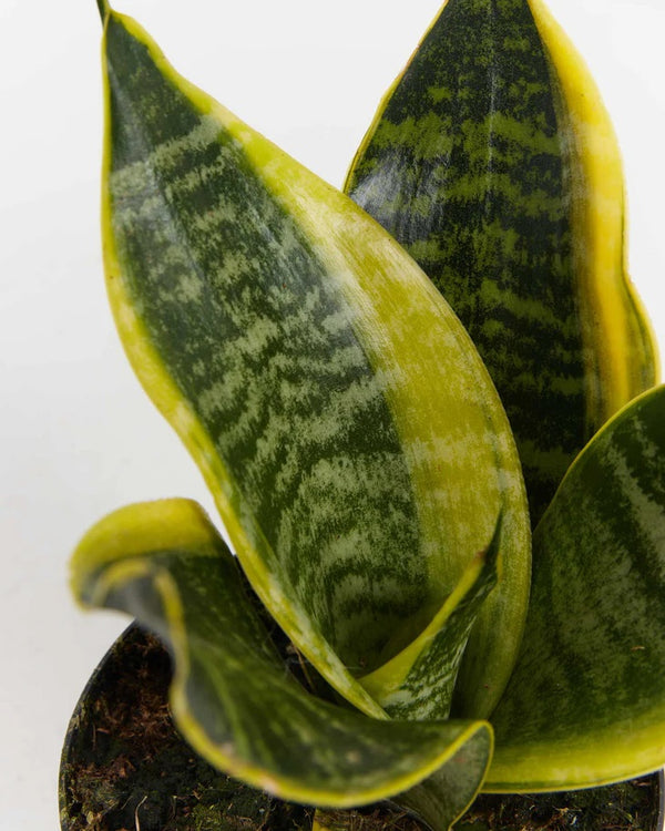 Sansevieria futura suberba compacta variegata