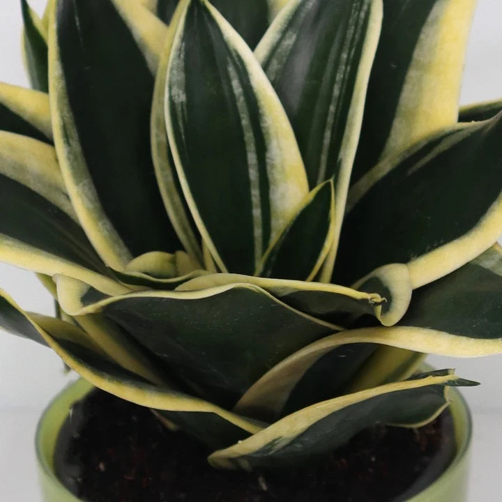 Sansevieria hahnii Lotus