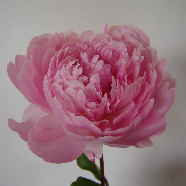 Peony - Sarah Bernhardt