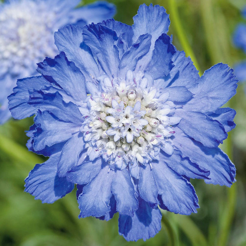 Scabiosa ‘Fama Deep Blue’