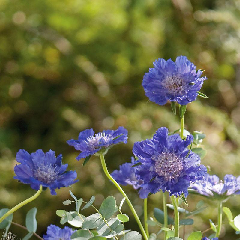 Scabiosa ‘Fama Deep Blue’