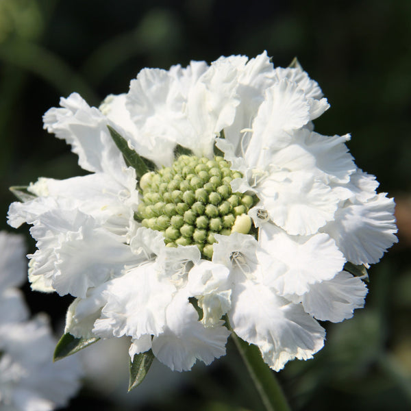 Scabiosa 'Fama White'