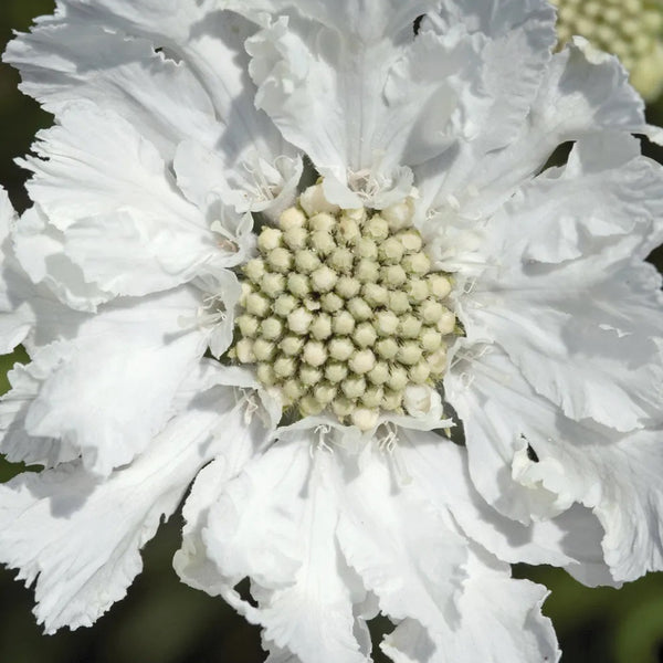 Scabiosa Fama White