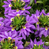 Scaevola | Hot Rox | Sapphire