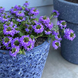 Scaevola | Hot Rox | Sapphire