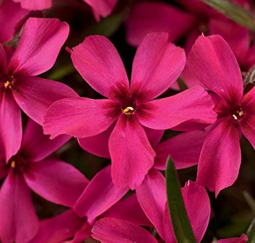 Phlox subulata 'Scarlet Flame'