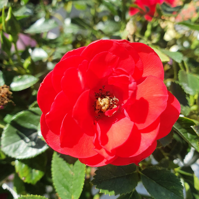 Flower Carpet Rose Scarlet