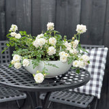 Rose Scentiful Blush