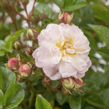 Rose Scentiful Blush