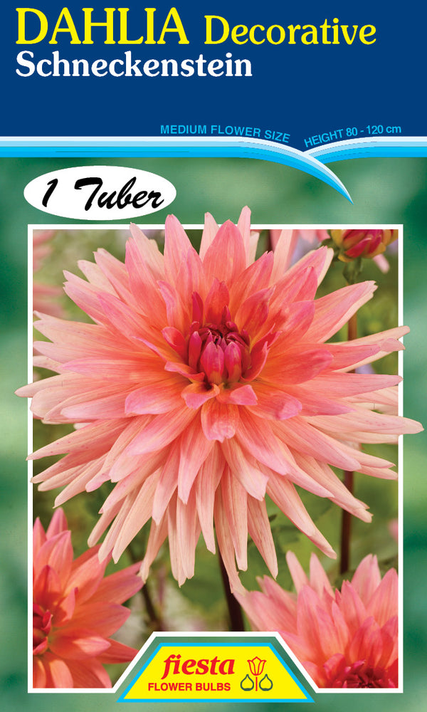 DAHLIA 'Schneckenstein'