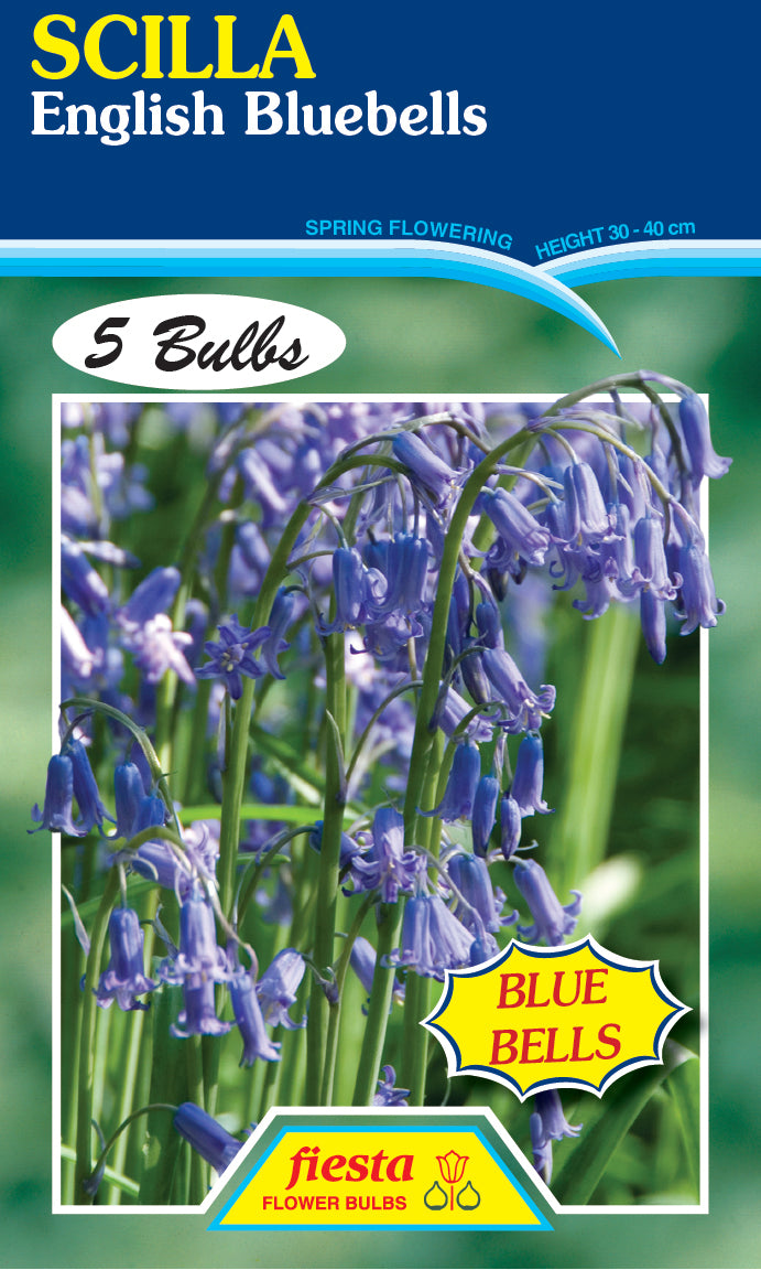 Scilla English Bluebells